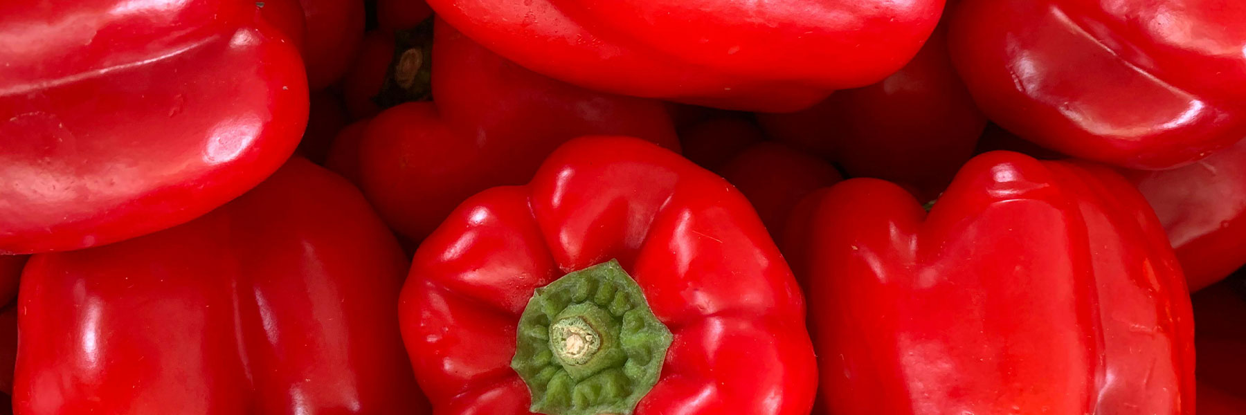 Red Pepper – Paramount Seeds Inc