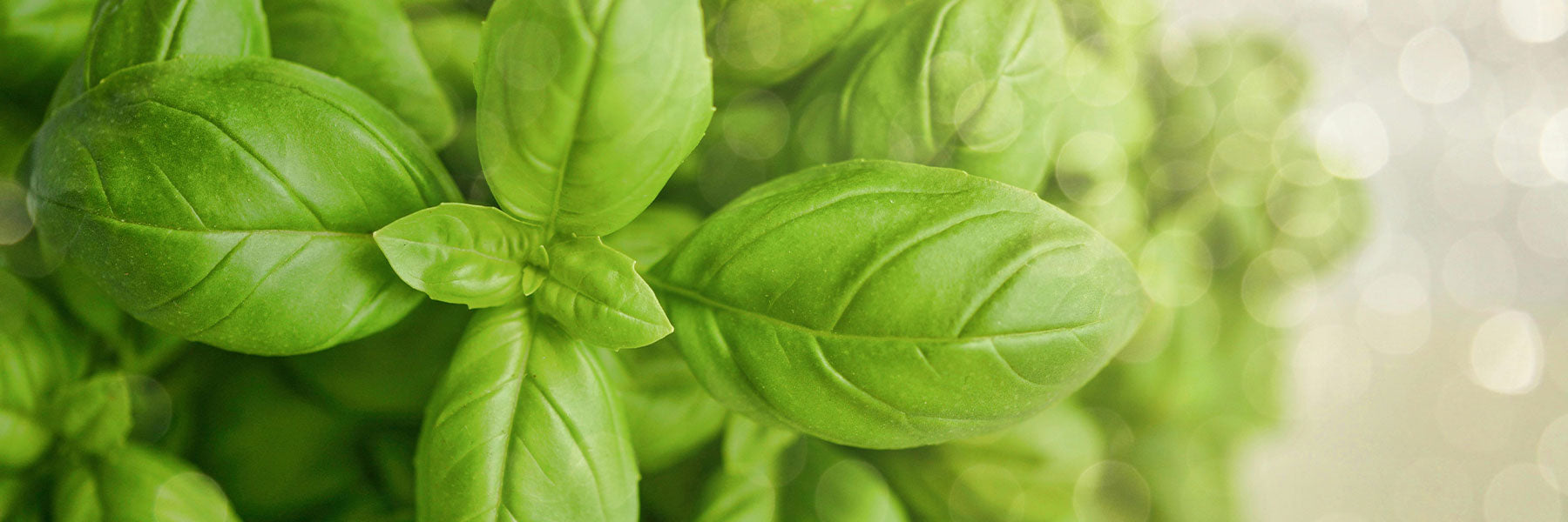 Basil Seeds by Paramount Seeds | Seed Company – Paramount Seeds Inc
