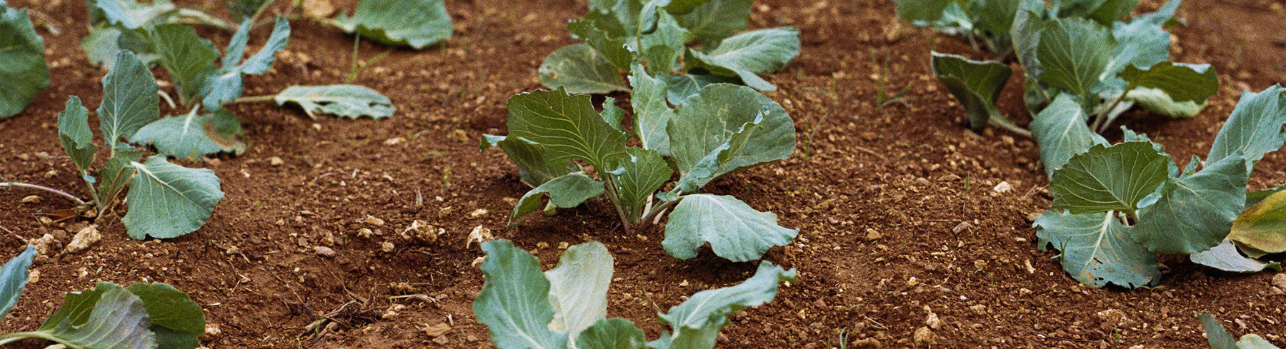 Kohlrabi