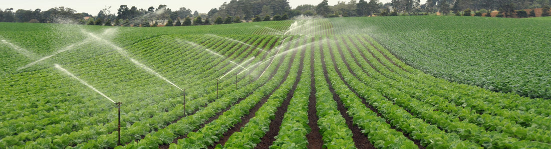 New Products – Paramount Seeds Inc