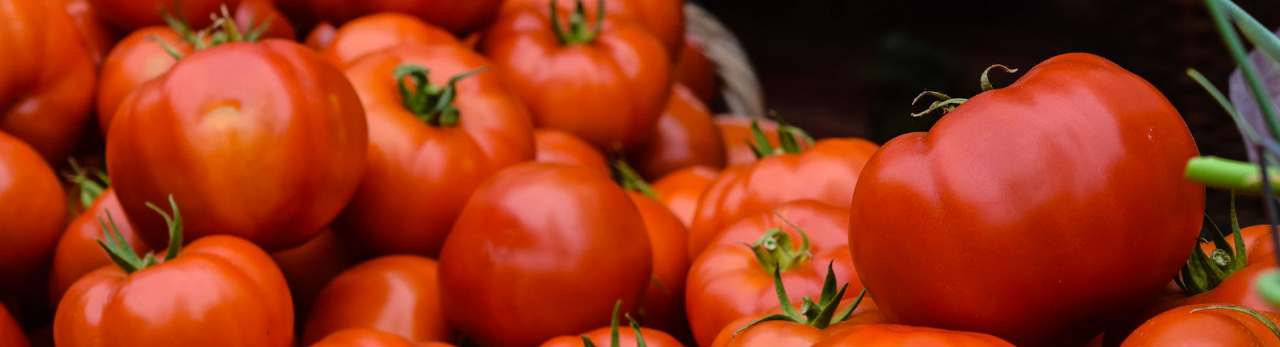 Outdoor Tomato Seeds by Paramount Seeds | Tomato Seed Company | Page 2 ...