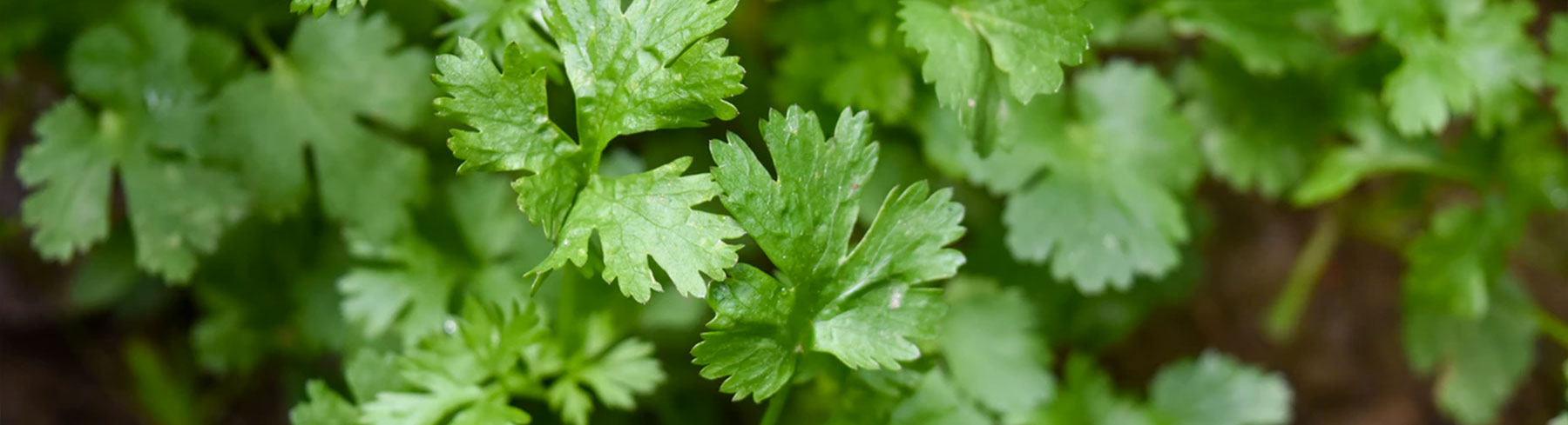 Parsley Seeds by Paramount Seeds | Seed Company – Paramount Seeds Inc