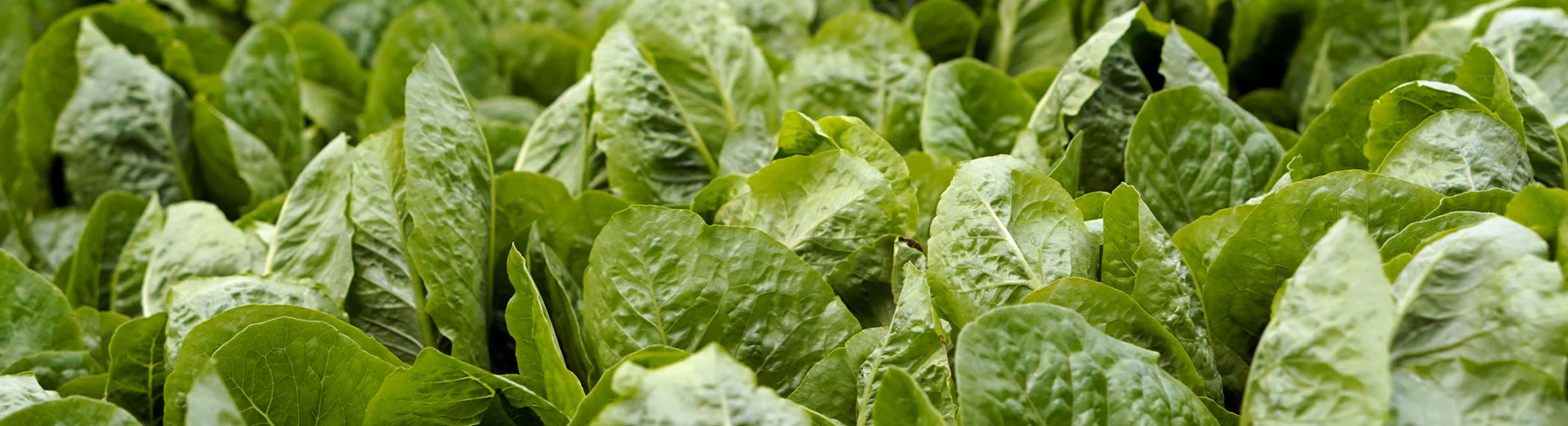 Spinach Seeds by Paramount Seeds | Seed Company – Paramount Seeds Inc