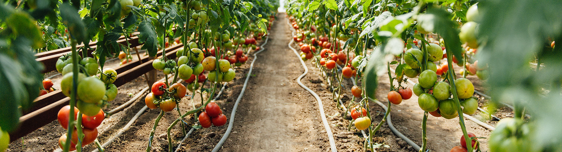 Greenhouse Tomato