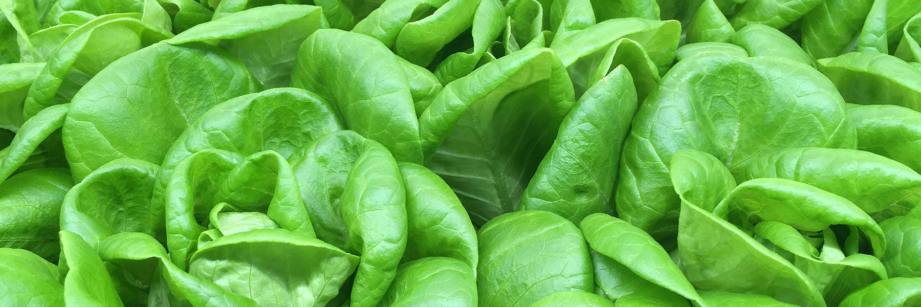 Butterhead Lettuce Varieties