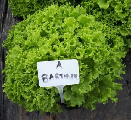Bartimer F1 Lollo Bionda Lettuce, pelleted seed
