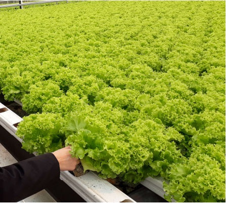 Bartimer F1 Lollo Bionda Lettuce, pelleted seed