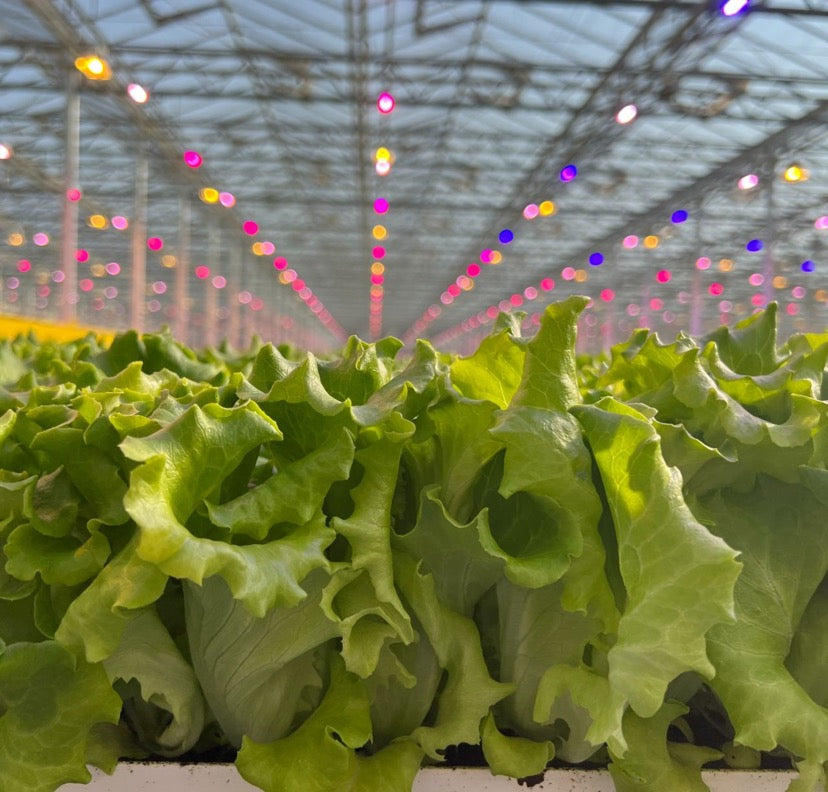 Bassari Greenleaf Lettuce (Batavia), pelleted seed