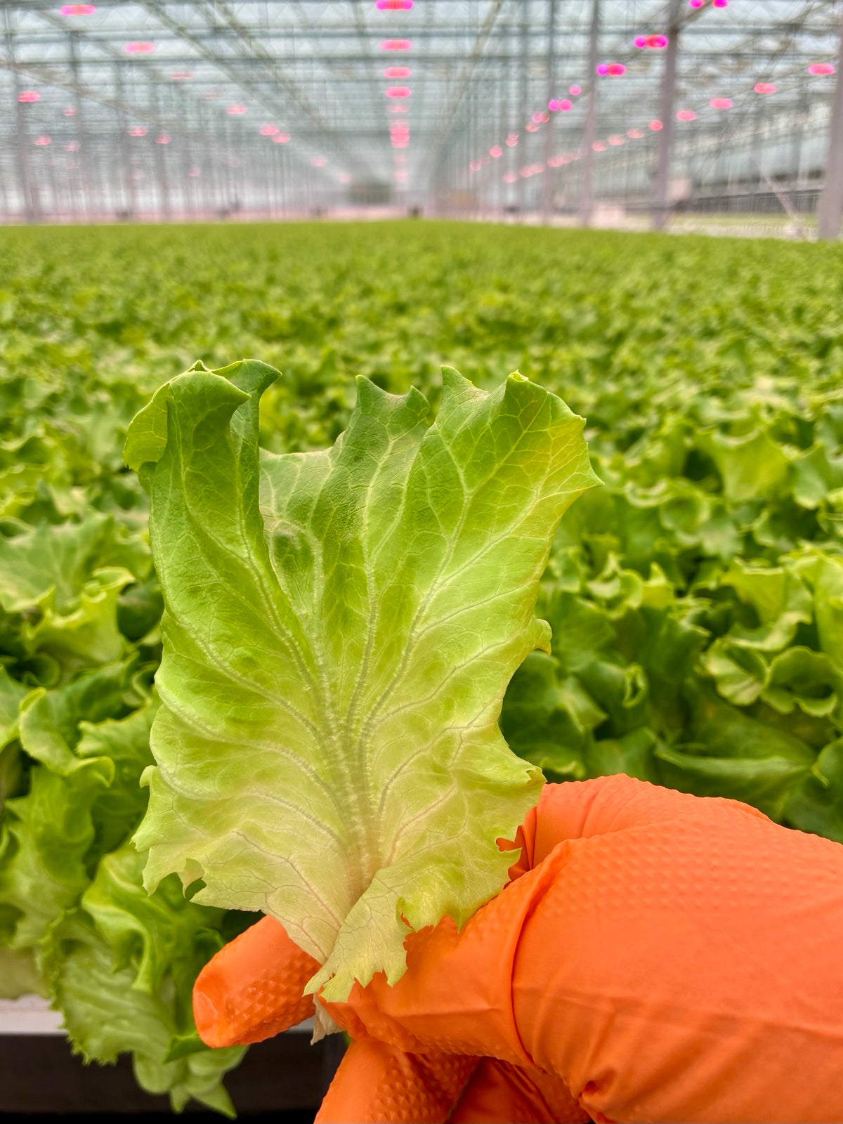 Bassari Greenleaf Lettuce (Batavia), pelleted seed