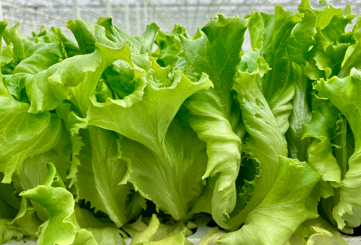 Bassari Greenleaf Lettuce (Batavia), pelleted seed