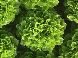 Bauer F1 Green Oakleaf Lettuce, pelleted seed