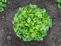 Bauer F1 Green Oakleaf Lettuce, pelleted seed