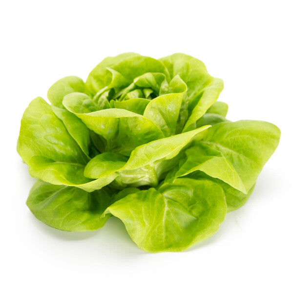 Cecilia F1 Butterhead Lettuce, pelleted seed (Untreated seed)