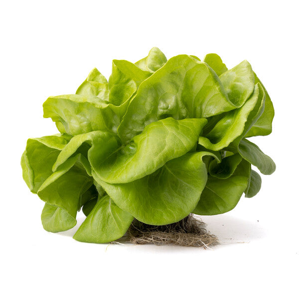 Cecilia F1 Butterhead Lettuce, pelleted seed (Untreated seed)