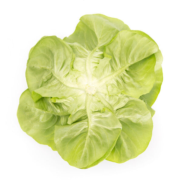 Cecilia F1 Butterhead Lettuce, pelleted seed (Untreated seed)