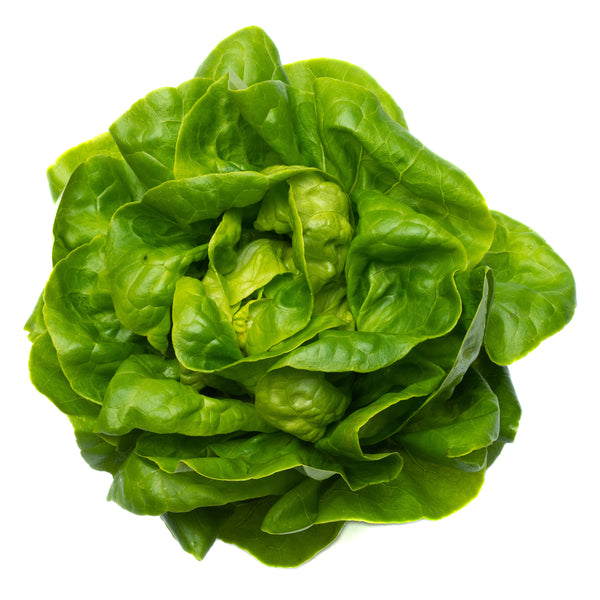 Clarke F1  Butterhead Lettuce, pelleted seed