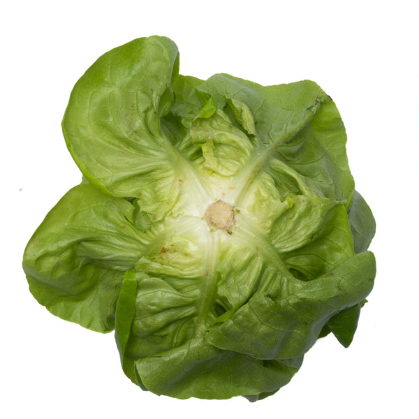 Clarke F1  Butterhead Lettuce, pelleted seed