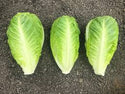 Cospenza  F1 Multileaf Lettuce, pelleted seed