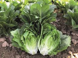 Cospenza  F1 Multileaf Lettuce, pelleted seed