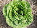 Cospenza  F1 Multileaf Lettuce, pelleted seed