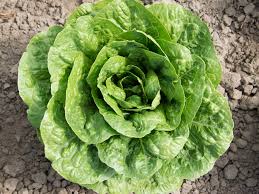 Cospenza  F1 Multileaf Lettuce, pelleted seed