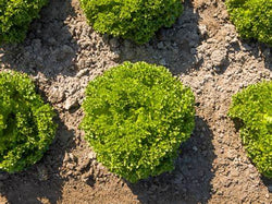Cristabel F1 Multileaf Lettuce, pelleted seed