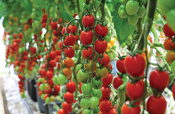 Flavorino F1 Cocktail Tomato