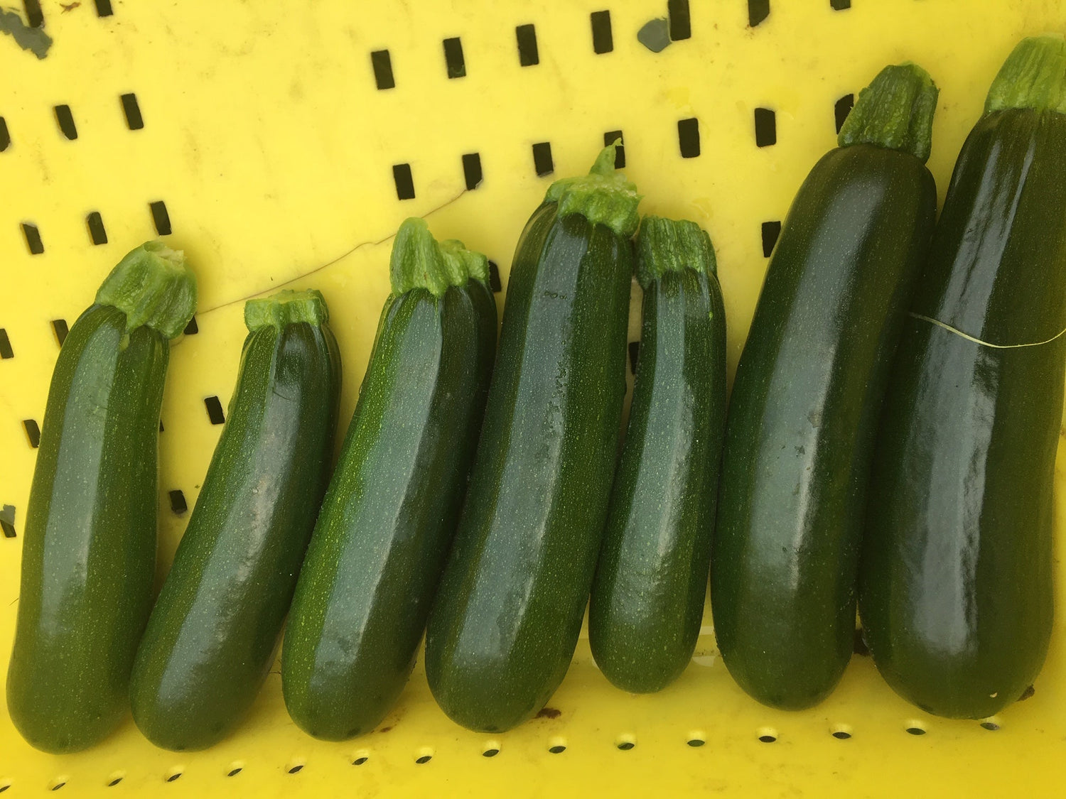 Dunja F1 (Untreated seed)