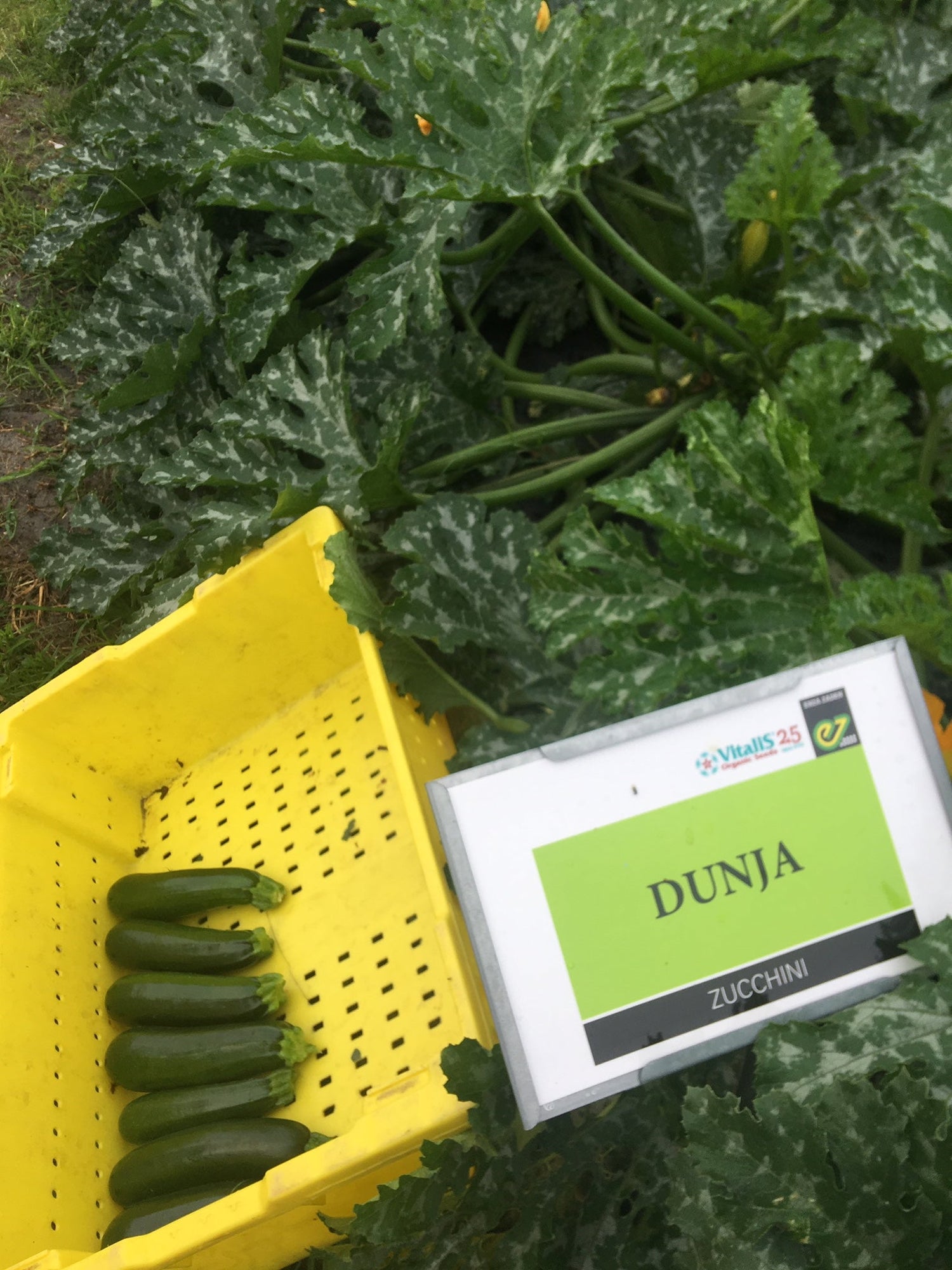 Dunja F1 (Untreated seed)