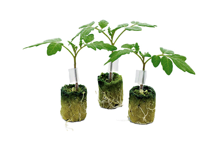 Estamino F1 Tomato Rootstock (Non-pelleted)