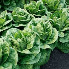 Fresh Heart Romaine Lettuce, NON-pelleted seed