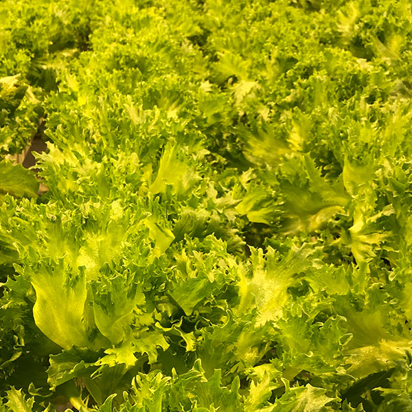 Frillasti OP Leaf Lettuce Pelleted Seed for Hydroponics and Open Field