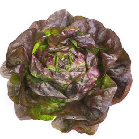 Gilmore F1 (RZ 42-512) Red Butterhead Lettuce, pelleted seed