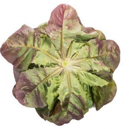 Gilmore F1 (RZ 42-512) Red Butterhead Lettuce, pelleted seed