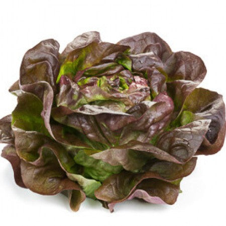 Gilmore F1 (RZ 42-512) Red Butterhead Lettuce, pelleted seed ...