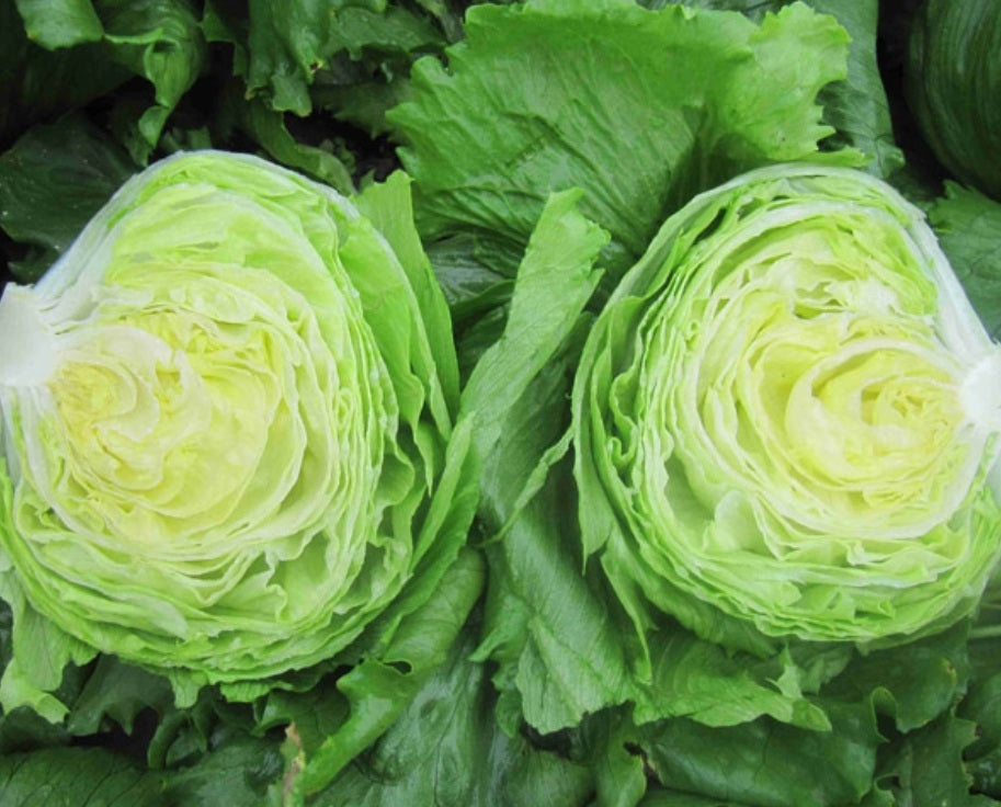 Glendana Iceberg F1  (Untreated, pelleted seed)