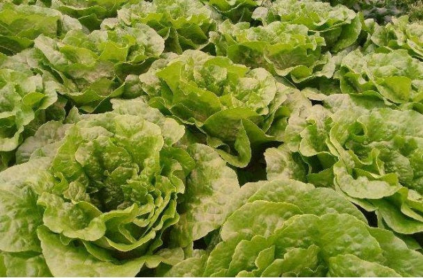 Jagger F1 Leaf Lettuce, pelleted seed – Paramount Seeds Inc