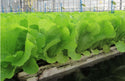 Jagger F1  Leaf Lettuce, pelleted seed