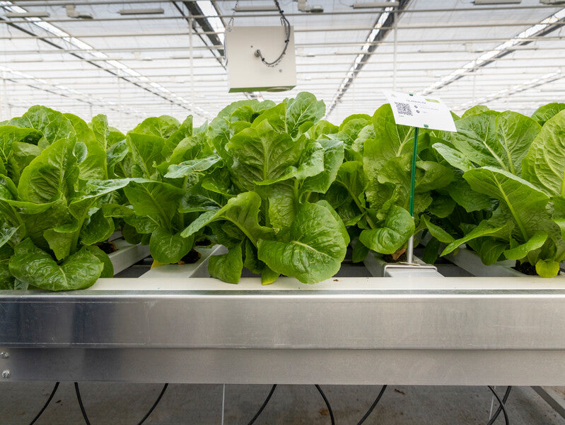 Gladius F1  (41-CO1089) Romaine Lettuce, Pelleted seed