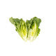 Gladius F1  (41-CO1089) Romaine Lettuce, Pelleted seed