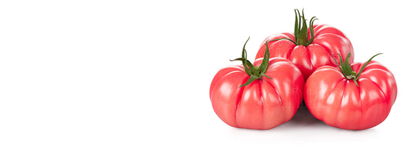 Leroxy F1 Beefsteak Tomato
