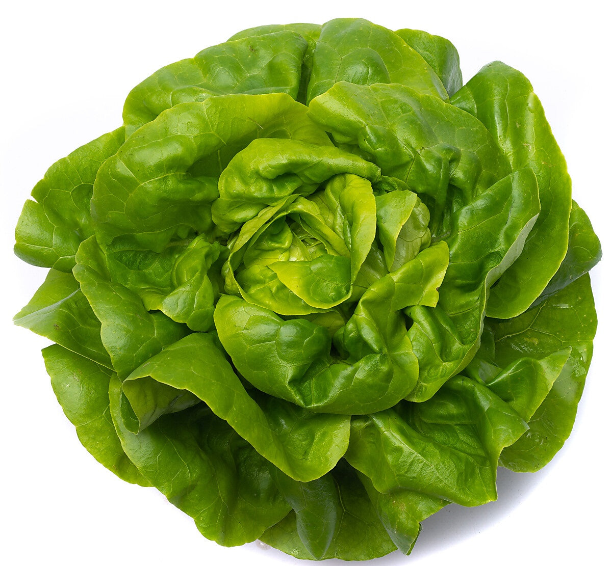 Matthew F1 Butterhead Lettuce, pelleted seed | Paramount Seeds Inc