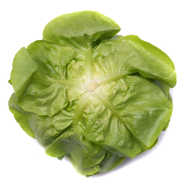 Matthew F1  Butterhead Lettuce, pelleted seed