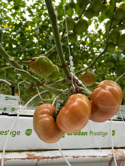 Megadena F1 Beefsteak Tomato