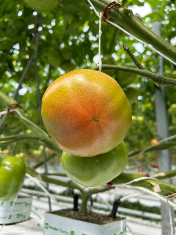 Megadena F1 Beefsteak Tomato