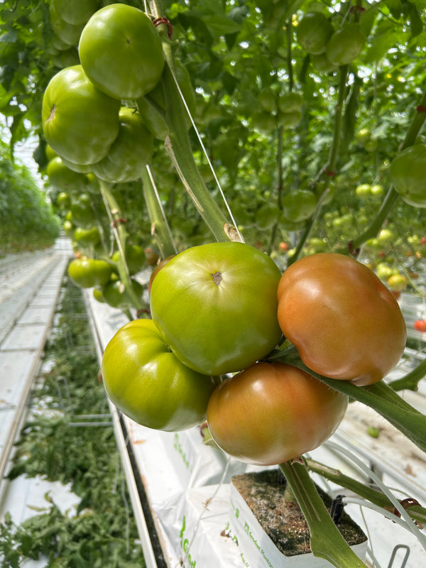 Megadena F1 Beefsteak Tomato