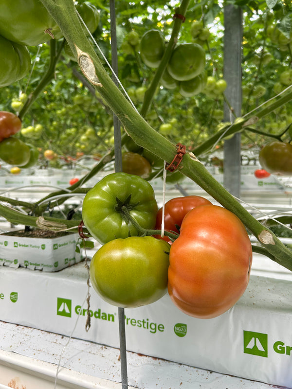 Megadena F1 Beefsteak Tomato