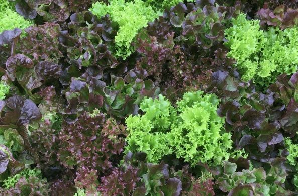 Multiblond 110  F1 Multileaf Lettuce, pelleted seed