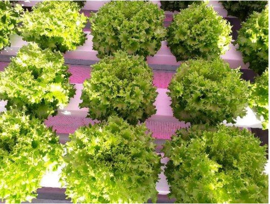 Multiblond 110  F1 Multileaf Lettuce, pelleted seed
