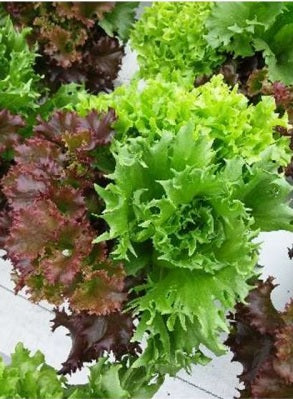 Nordic Star F1 Multileaf Lettuce, pelleted seed | Paramount Seeds Inc